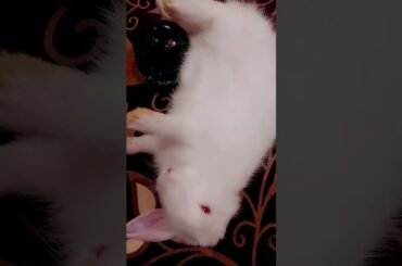 Awwww So cute Bunny baby #shorts #ytshort