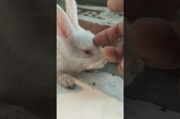 Cute Baby Rabbits Playing,Feeding Activities | Bunny Rabbit (Baby Rabbits)