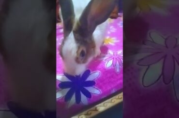 MY CUTE RABBIT