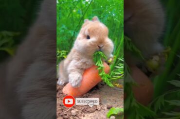 cute rabbit                 #Hilarious #Viral #Shorts#youtube #trending #funny #cute #comedy
