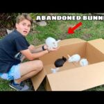 BABY BUNNIES FOUND ABANDONED ! WHAT HAPPENED ?!