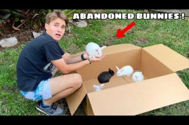 BABY BUNNIES FOUND ABANDONED ! WHAT HAPPENED ?!