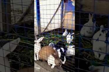 cute rabbits and bunnies | #rabbits #pets #shorts