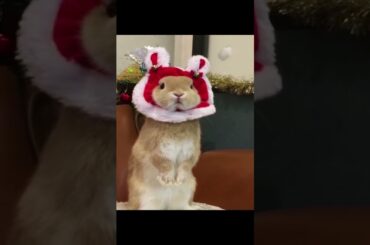 Cute Baby Bunny | #bunnies | #rabbit | #shorts