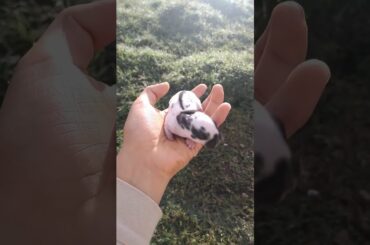 rabbit cute || cute rabbit boby, cute rabbit short, #short #shortvideo #youtube #ytshorts#short  #yt