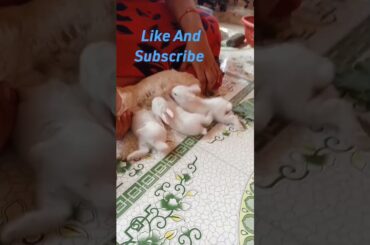 Cute Rabbit Drinking Milk