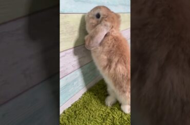Cute rabbit beautiful #rabbit #animals