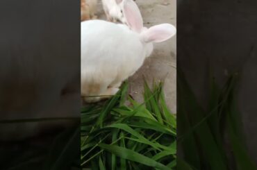 Adorable Pet 101 #cute #rabbit #pets #adorablepet