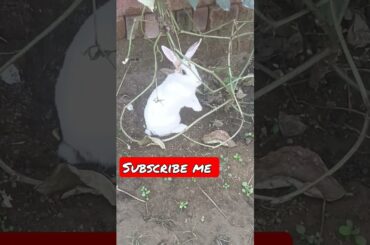 cute rabbit,A beautiful moments #shorts #video #viral #rabbit #letra i