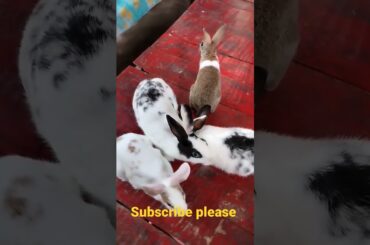 cute rabbit, rabbit sound #shortvideo #youtube #trendingshorts #trending #rabbit #rabbitfarming #yt