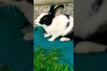 Rabbits, baby rabbits, rabbit, cute bunny, bunny, funny baby bunny rabbits, Bunny rabbit