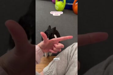 cute bunny funny videos #cat #dog #cow #tiktok #bhoot #rabbit #tino #bunny #chowchow #ytshorts