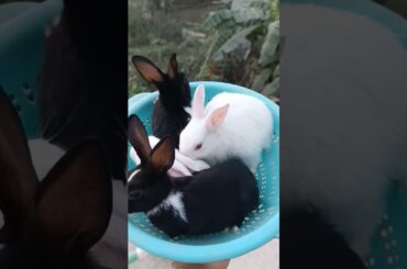 cute bunny #bunny #shorts