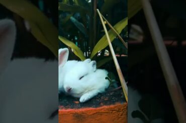 cute rabbit #shorts