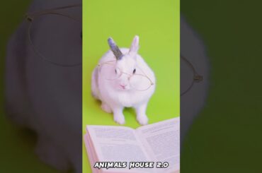 Cute Bunny With Eyeglasses | Animals House 2.0 @AnimalsHouse2.0