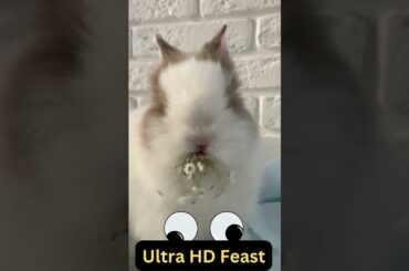 Cute Rabbit in the Spotlight Hilarious Footage! #shorts #youtubeshorts #rabbit #funny #funnypets