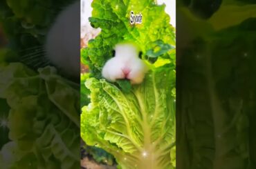viral cute rabbit /must watch #shortsvideo  #shortsfeed #animals  #shorts #pets