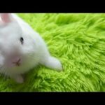 Bunny sweet compilation || Cute Bunny Rabbit Compilation Video || @RabbitFunCorner