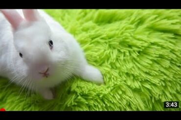 Bunny sweet compilation || Cute Bunny Rabbit Compilation Video || @RabbitFunCorner