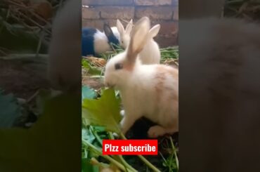 cute bunny | rabbit short #shorts