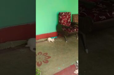 cute rabbit#rabbit#shorts#youtubeshorts #short