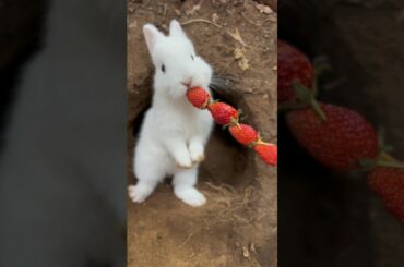 little cute rabbit eating strawberries|| #viral