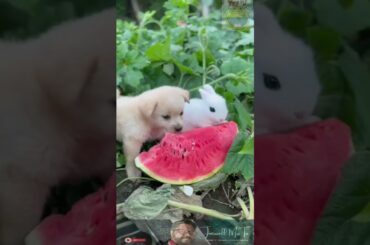 cute rabbit and cute puppy eating fresh water melon #animalshorts #animals #shorts