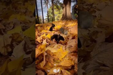 Super Cute Rabbit Bunnies #shorts #rabbit #bunnies