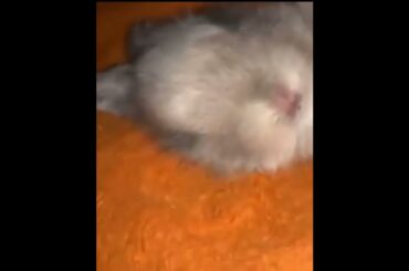 Cute Baby Bunny Sleeping