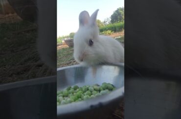 cute bunny eating #rabbits #animals #amezinganimal #bunny