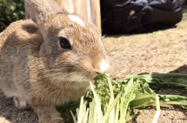 Have you ever seen such cute baby bunnies?