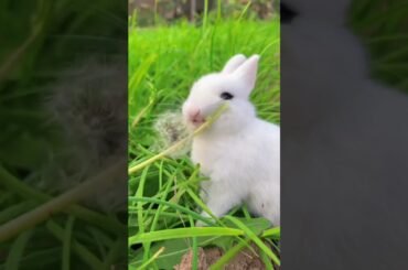 cute rabbit Bunny #viral #ytshorts #reels #trending #trendingshorts #animals
