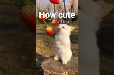 cute rabbit #shorts #funny