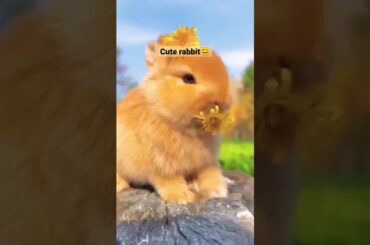Cute rabbit #wildlife #shortsviral #youtubeshorts
