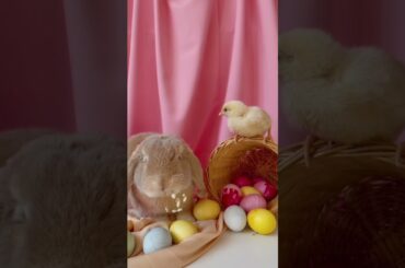 Cute Chicken & Cute Rabbit #funny  #shortsvideo #shorts