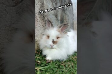 #cute #bunny #rabbit #shorts