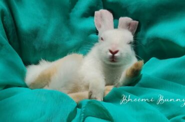 Little Baby Bunny Sleeping rabbit! Bunnies sleeping #bunny #rabbit #cute #bunny bhoomi