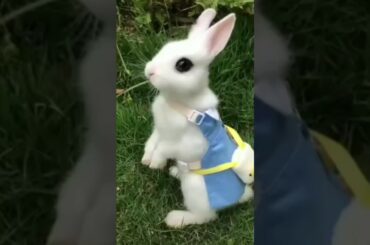 Cute rabbit. a beautiful bunnies #911 #shorts #short #viral