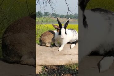 rabbit cute baby shorts, rabbit sound rabbit baby rabbit kartoon rabbit house name rabbit #short