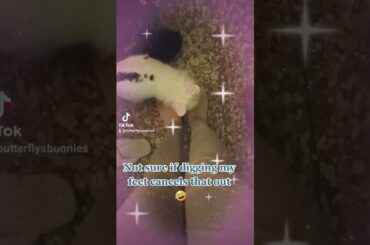 circling bunny love #bunny #animals #cute #rabbit