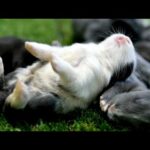 Rabbit Babies Cute compilation  || Cute bunny babies sweet moments video @RabbitFunCorner