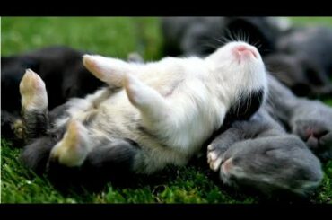 Rabbit Babies Cute compilation  || Cute bunny babies sweet moments video @RabbitFunCorner