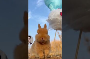 Cutest Rabbit eating cotton candy | bunny eats cotton candy #cottoncandy #cute #rabbit