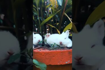 Cute Baby Rabbits Playing A Beautiful Moment | Funny Rabbit | Rabbit Video | Rabbit Playing | Rabbit