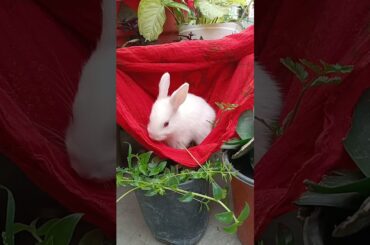 Cute rabbit baby #rabbit #cutebunny #shorts