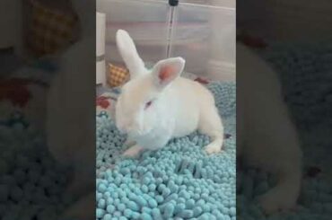 Cute Rabbit Rest time#shorts