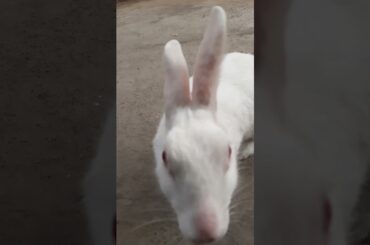 cute rabbit #rabbit #shorts
