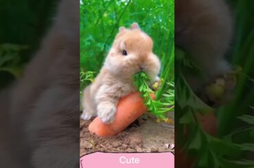 cute rabbit #ytshorts #youtube #shorts #shortsyoutube