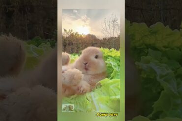 cute bunny eats salad #shorts