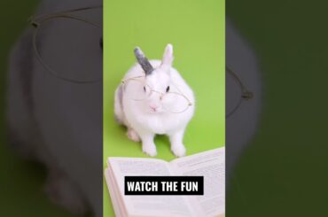 CUTE BABY RABBIT #viralvideo #shortsvideo #viral